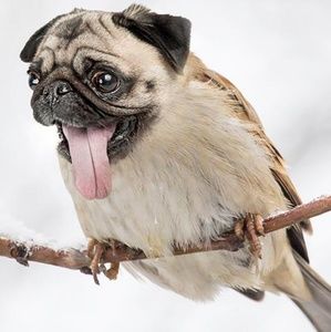 Meet your Posher, Justin